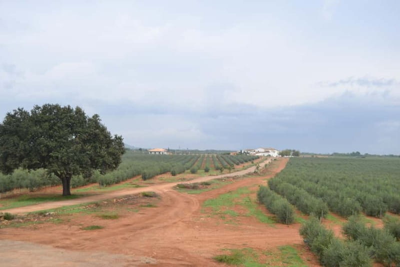 Mallorca: Bodega & Olives Minibustour with wine/oil tasting - Key Points