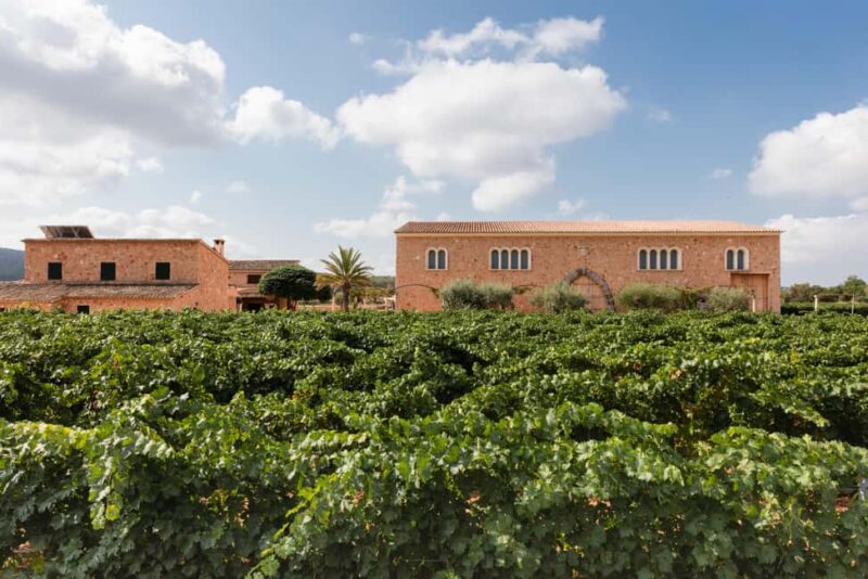 Mallorca: Bodegas Ángel Winery Tour with Wine Tasting - Enhancing Your Wine Experience
