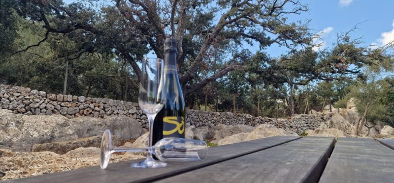 Mallorca: Cap & Cava - Minibus Tour to Formentor - GERMAN - Exploring Pollenca’s Charming Old Town and Calvari Steps