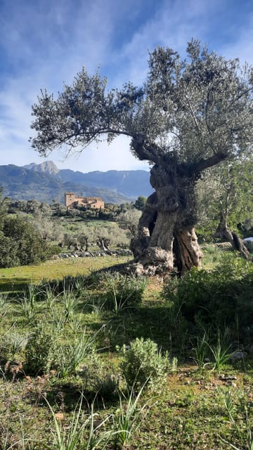 Mallorca: Cap & Cava - Minibus Tour to Formentor - GERMAN - What Sets This Tour Apart from Others