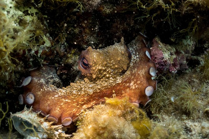 Mallorca: Discover Scuba Diving from the beach - Equipment, Insurance, and Training Included