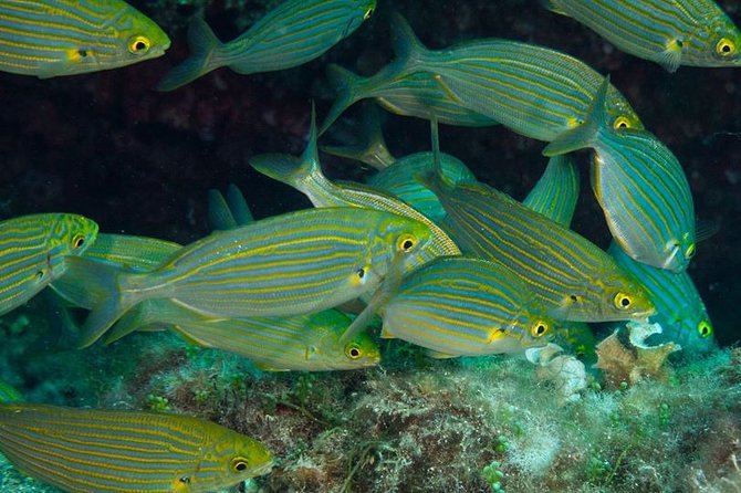 Mallorca: Discover Scuba Diving from the beach - Safety and Weather Considerations