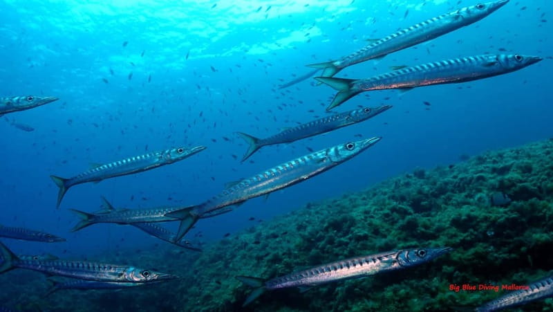 Mallorca: Discover Scuba Diving from the boat - Mallorca’s Marine World: An Introduction for Beginners