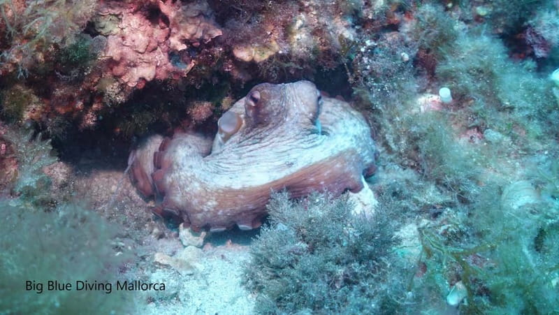 Mallorca: Discover Scuba Diving from the boat - Equipment, Insurance, and Supervision Included