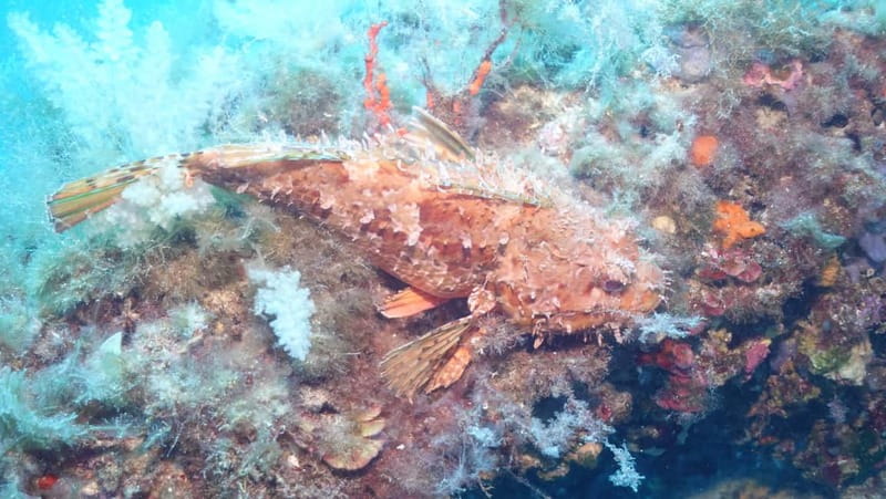 Mallorca: Discover Scuba Diving from the boat - Mallorca’s Underwater Adventure for Beginners