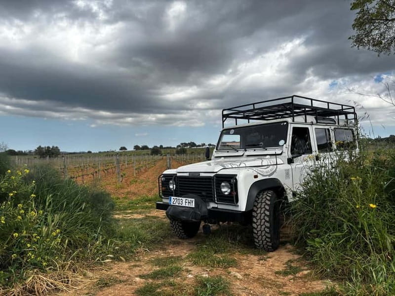 Mallorca: Exclusive wine tour with breakfast, wine tasting, and paella - Key Points