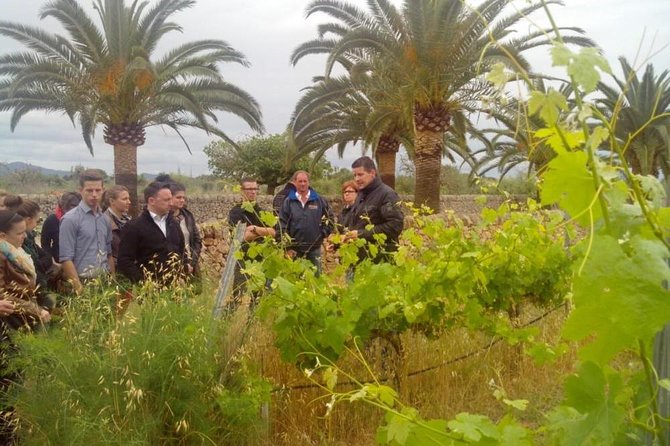 Mallorca Half Day Private Wine Tour with Wine Tasting - Discover Mallorca’s Wine Secrets in Just 4 Hours