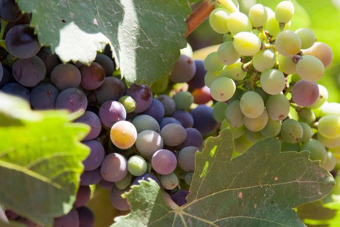 Mallorca Half Day Private Wine Tour with Wine Tasting - What’s Included and What to Consider