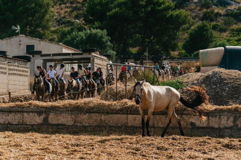 Mallorca: Horseback Riding Experience with Food Options - The Horses and Farm Animals: Well-Cared-For Equines and Cuddly Creatures