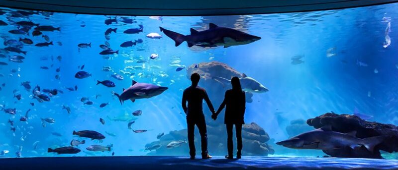 Mallorca: Palma Aquarium Entry Ticket w/ Optional 3D Cinema - The 3D Cinema Aquadome Experience