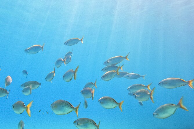 Mallorca PRIVATE Reservation*Scuba dive + photo/video - Private Instruction with Experienced Dive Guides Alex and Jose