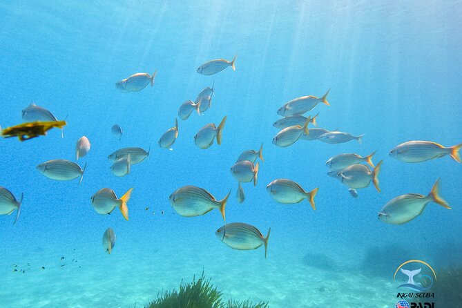 Mallorca PRIVATE Reservation*Scuba dive + photo/video - Equipment Rental and Additional Costs