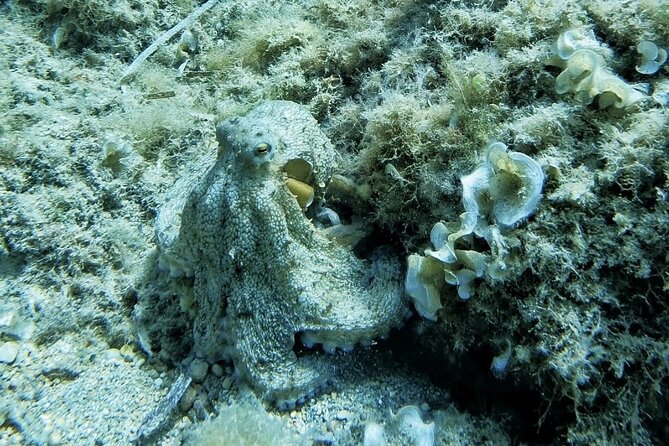 Mallorca PRIVATE Reservation*Scuba dive + photo/video - Customer Service and Overall Experience