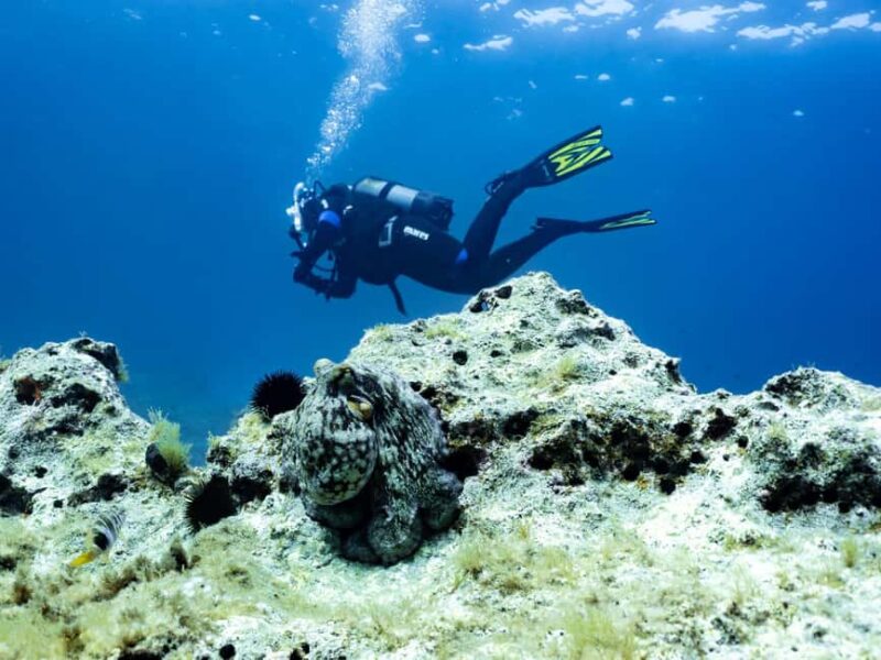 Mallorca: Scuba Dive Adventure Cap Formentor - 1 Dive (license required) - Diving at One of 33 Sites Around Cape Formentor