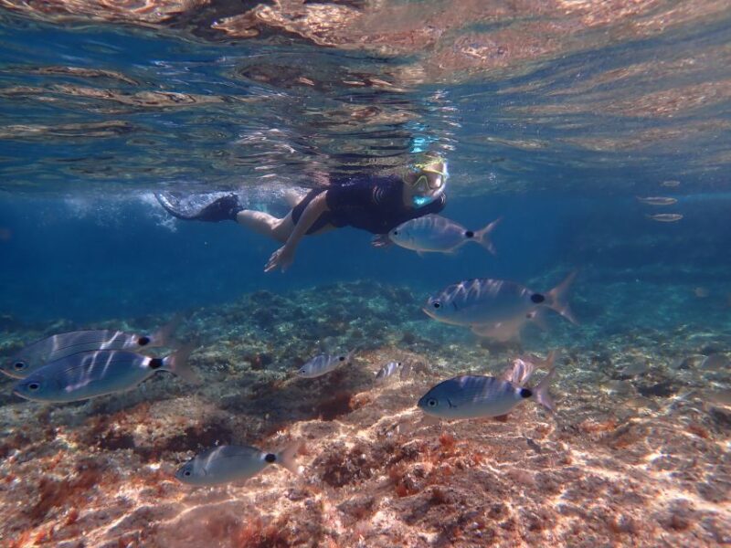 Mallorca: Snorkeling in a Beautiful Nature Reserve - The Underwater World of Mallorca’s Nature Reserve