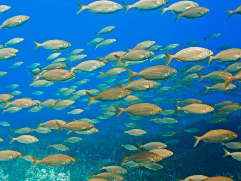 Mallorca: Snorkeling tour with diving instructor from a boat - Cap de Formentor - Scenic Speedboat Ride Along Mallorca’s Coastline