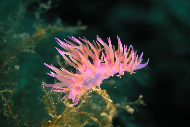 Mallorca: SSI Open Water Diver course - Meeting Point at Big Blue Diving in Palmanova