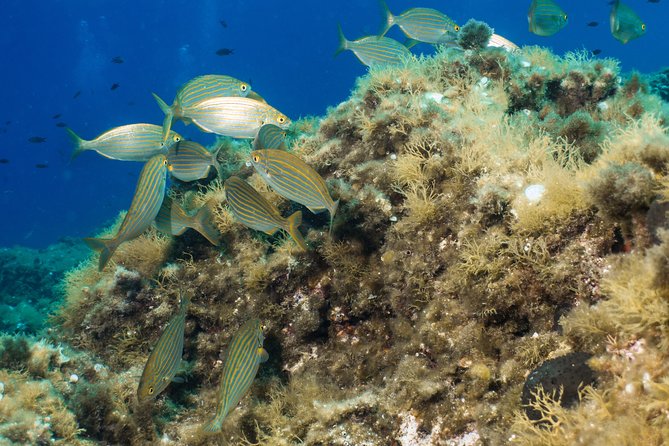 Mallorca: SSI Open Water Diver course - Who Should Consider This Course