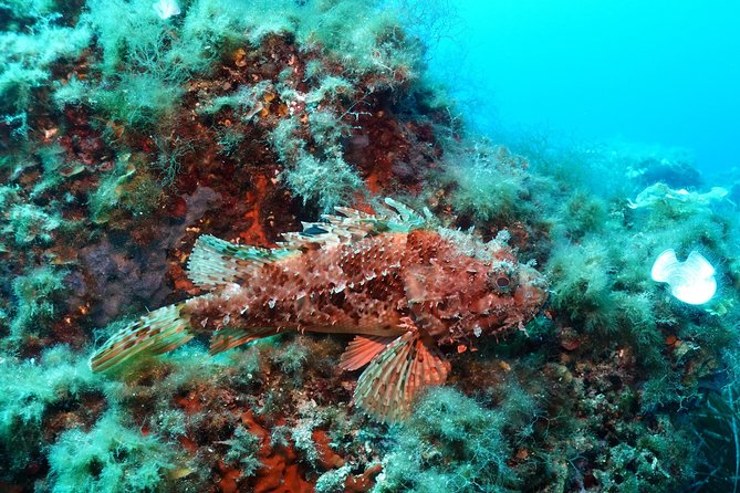 Mallorca: SSI Open Water Diver course - The Experience from the Shallow Beach to Deep Waters