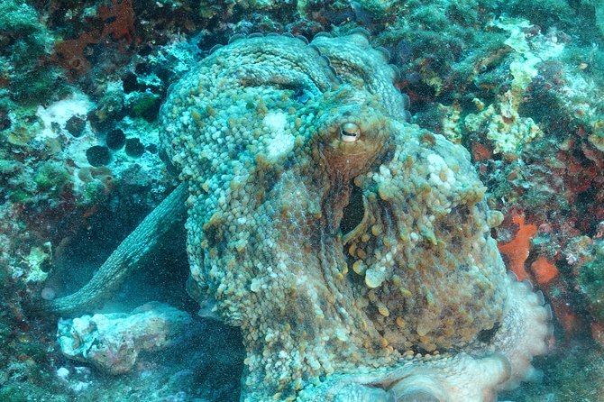 Mallorca: SSI Open Water Diver course - The Excellence of the Instructor Support