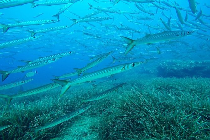 Mallorca: SSI Open Water Diver course - The Certification and Its Global Validity