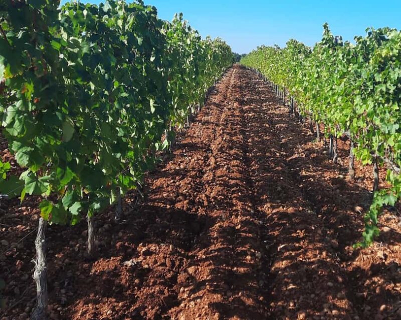 Mallorca: Wine Cellar Tour XL - including 3 Wine Tastings - Learn from Experienced Guides and Sommeliers