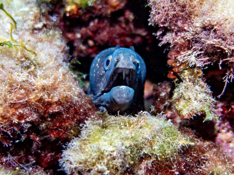 Mallorca: Winter diving adventure (for certified divers) - The Dive Site: Cueva del Gnomo and Surroundings