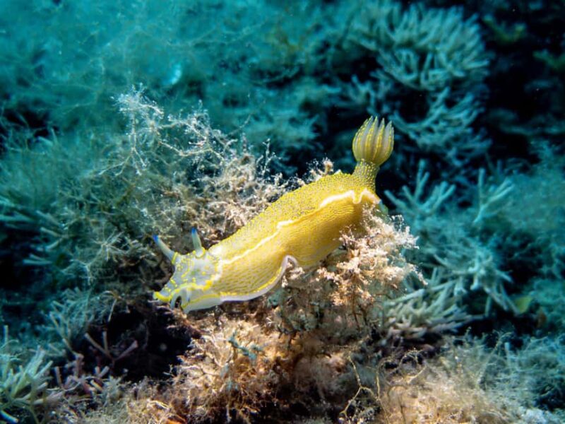 Mallorca: Winter diving adventure (for certified divers) - The Second Dive at Cala Crocodrilo / Erotica