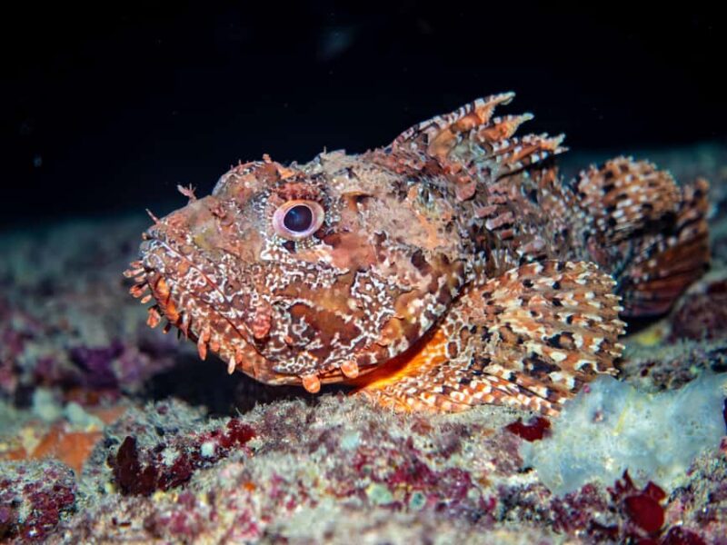 Mallorca: Winter diving adventure (for certified divers) - Practical Details: Booking, Cancellation, and Requirements