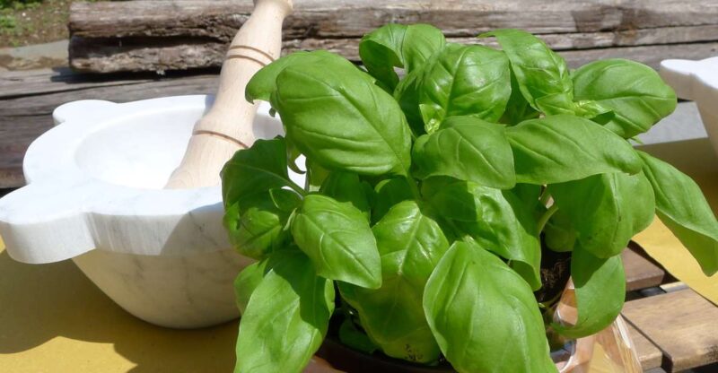 Manarola: Pesto Making Class with Tasting and Wine - Meet Yvonne Riccobaldi: The Expert Guide