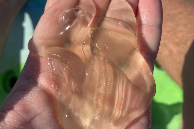 Manatee and Dolphin Kayak Tour - Comfort and Equipment: Well-Organized and Relaxed