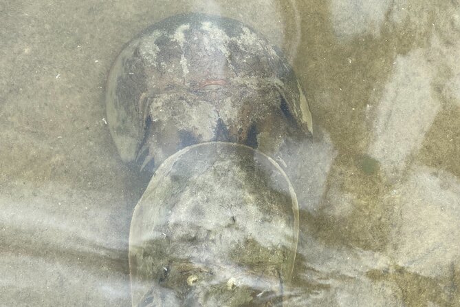 Manatee and Dolphin Kayak Tour - Suitable Audience and Best Time to Book