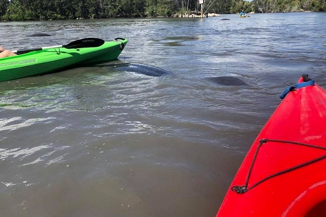 Manatee and Dolphin Kayaking Encounter - What to Bring and Practical Tips