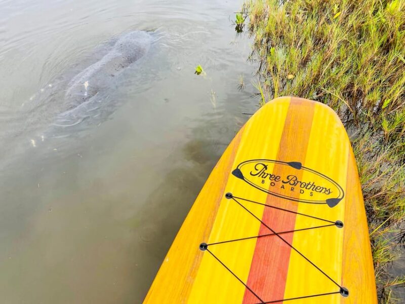 Manatee and Nature Tour of Ormond Beach - Discover the Manatee and Nature Tour of Ormond Beach