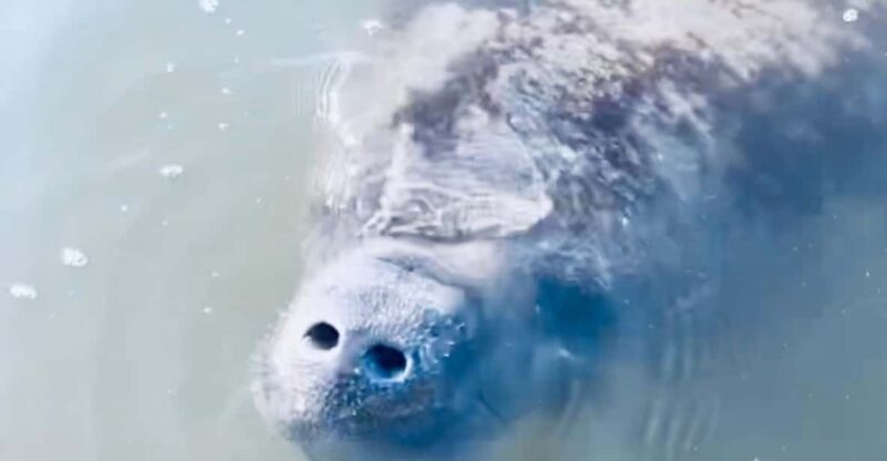 Manatee and Nature Tour of Ormond Beach - Exploring the Tomoka River and Manatee Sanctuary