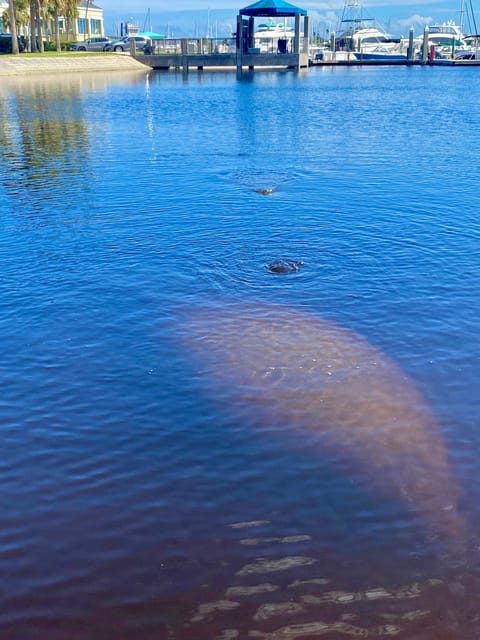 Manatee and Nature Tour of Ormond Beach - Timing and Flexibility of Tours