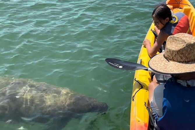 Manatee Discovery Anna Maria Island - Discover the Best of Anna Maria Island’s Waters with a Manatee Focus