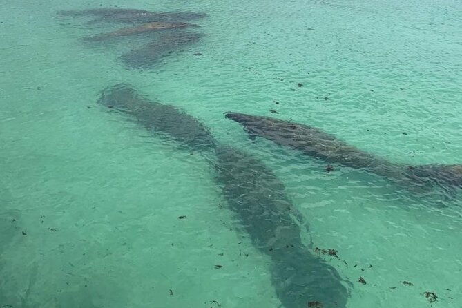 Manatee Discovery Anna Maria Island - Key Points