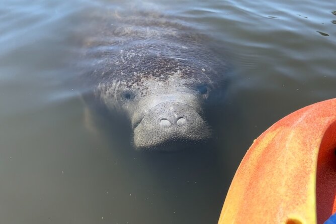Manatee Discovery Anna Maria Island - The Experience with Guides: Experts Who Make it Memorable