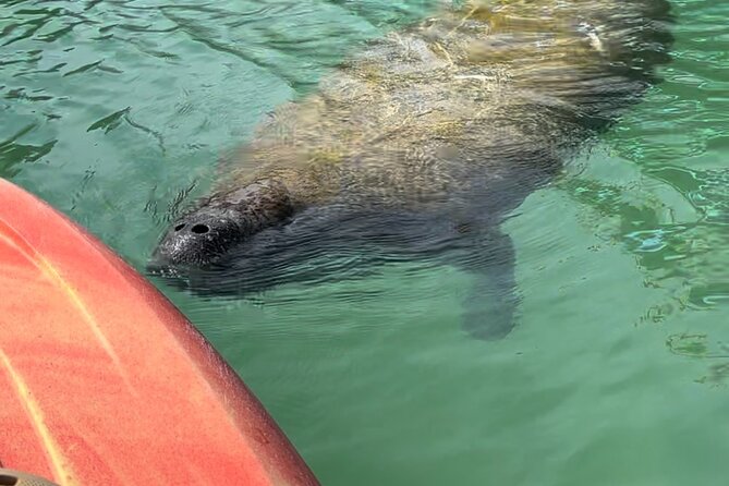 Manatee Discovery Anna Maria Island - Paddling through Anna Maria’s Mangroves and Bays