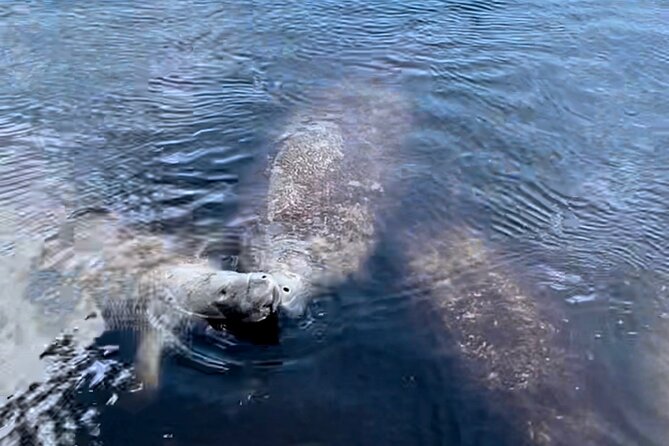 Manatee, Dolphin, and 10,000 Islands Eco Beach Tour by Boat - The Uninhabited Island Experience