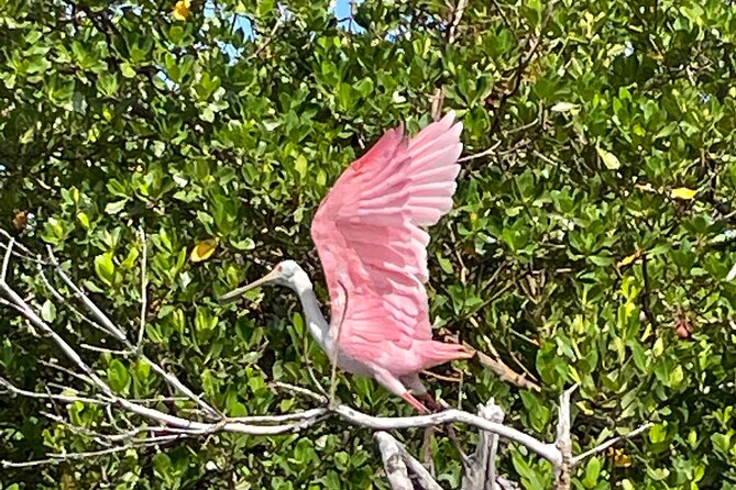 Manatee, Dolphin and 10,000 Islands Sunset Cruise! - Gliding Through the 10,000 Islands on a Serene Sunset