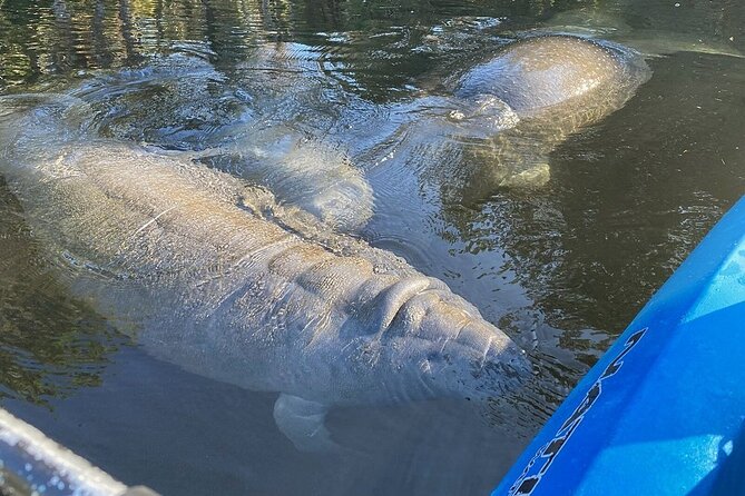 Manatee Kayak Encounter - Discover the Manatee Kayak Encounter in Crystal River