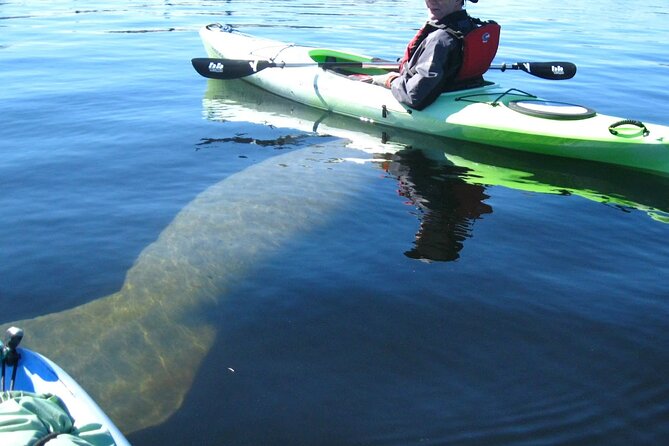 Manatee Kayak Encounter - Paddle in the Chassahowitzka River Wildlife Refuge