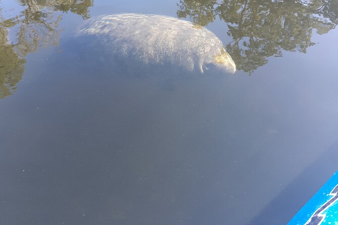 Manatee Kayak Encounter - What Travelers Say About the Manatee Kayak Encounter