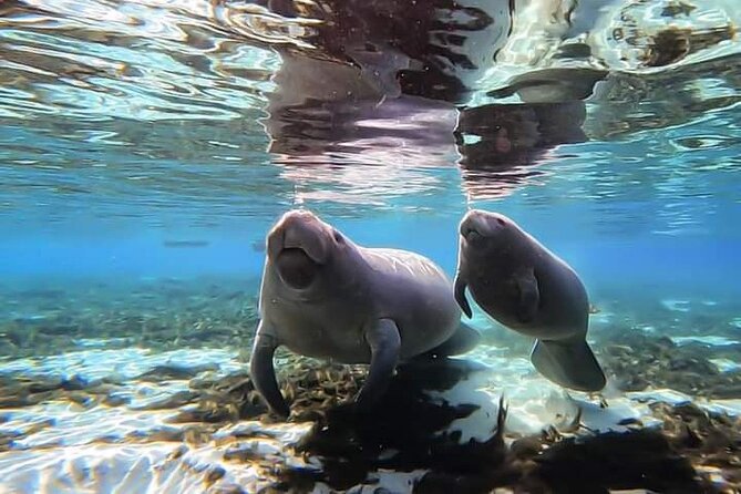 Manatee Kayak Encounter - Why This Tour Stands Out in Crystal River