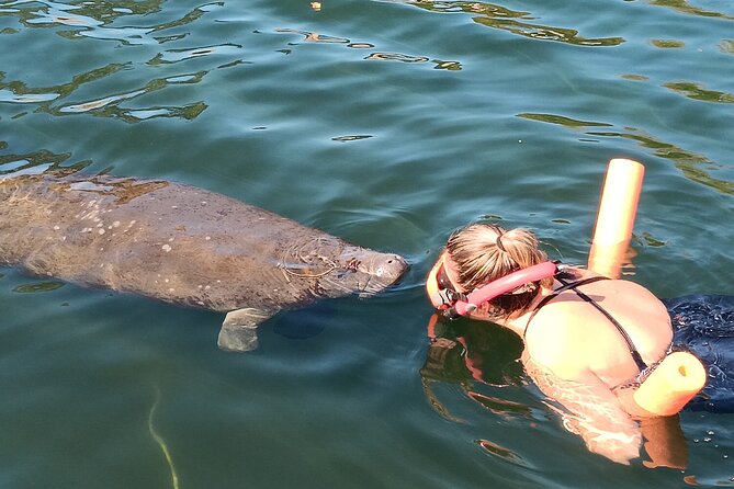Manatee Magic Private 3 Hour Swim Heated Boat with Restroom - An Up-C Close Encounter with Gentle Manatees in Crystal River