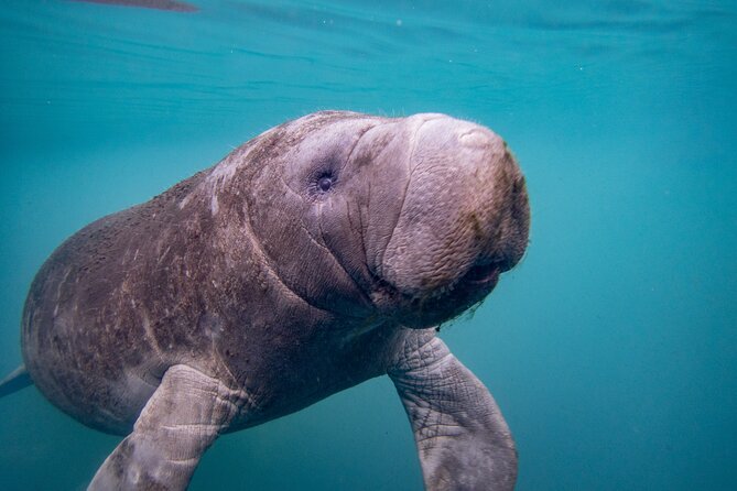 Manatee Magic Private 3 Hour Swim Heated Boat with Restroom - The Unique Opportunity to Swim and Touch Manatees