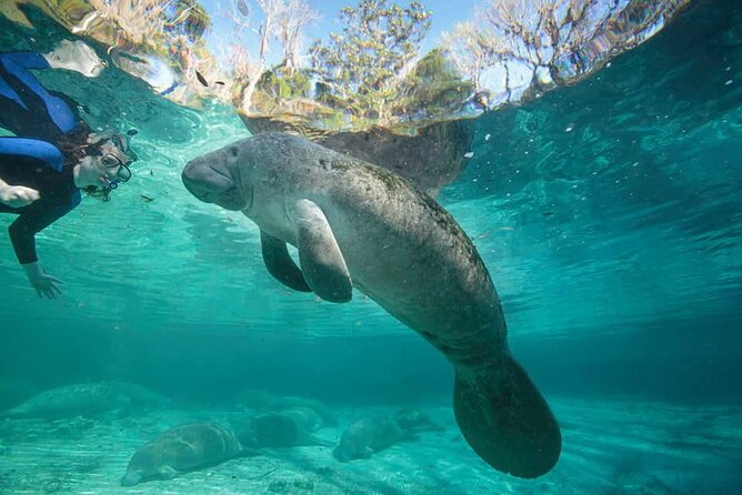 Manatee Magic Private 3 Hour Swim Heated Boat with Restroom - Visiting Monkey Island and the River Scenery