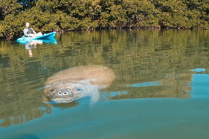 Manatee Season Guided Paddle Tour from Virginia Key - Key Points